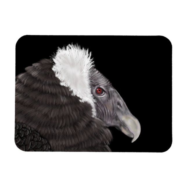 Illustrated Andean Condor Magnet (Horizontal)