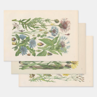 Illustrated Flora of Central Europe by Gustav Hegi Wrapping Paper Sheet