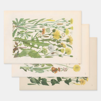 Illustrated Flora of Central Europe by Gustav Hegi Wrapping Paper Sheet