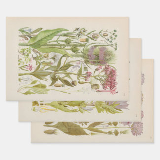 Illustrated Flora of Central Europe by Gustav Hegi Wrapping Paper Sheet