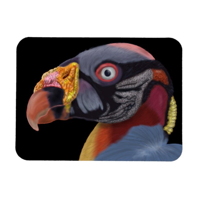Illustrated King Vulture Magnet (Horizontal)