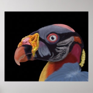 Illustrated King Vulture Poster