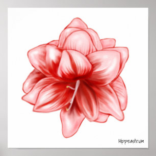 Illustrated Pink and White Amaryllis Poster