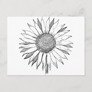 Illustrated Sunflower Postcard