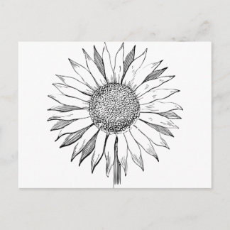 Illustrated Sunflower Postcard