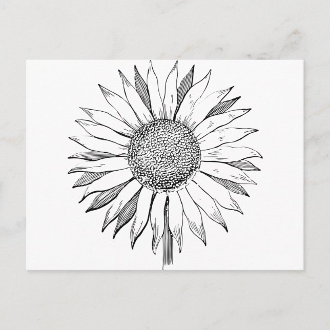 Illustrated Sunflower Postcard (Front)