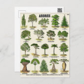 Illustration arbres postcard (Front/Back)