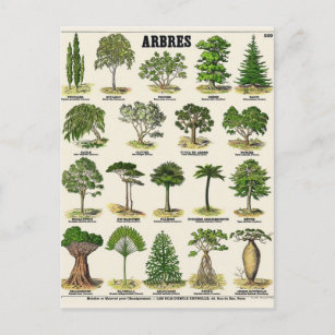 Illustration arbres postcard