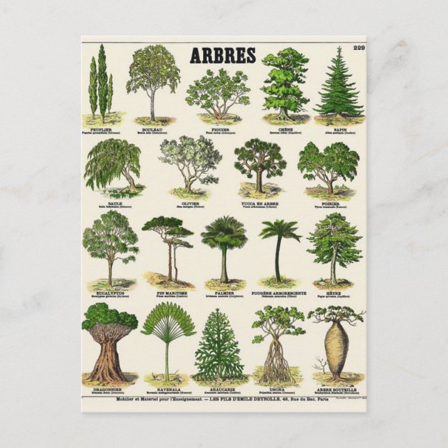 Illustration arbres postcard (Front)