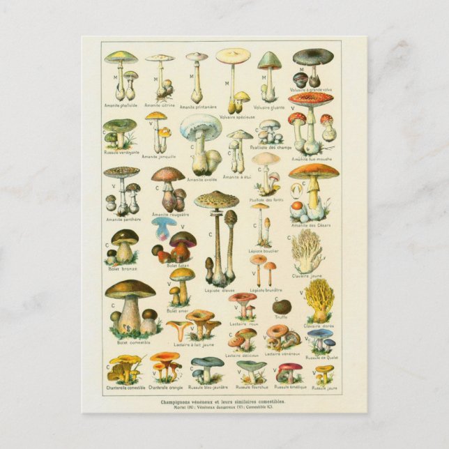 Illustration champignons dangeureux postcard (Front)