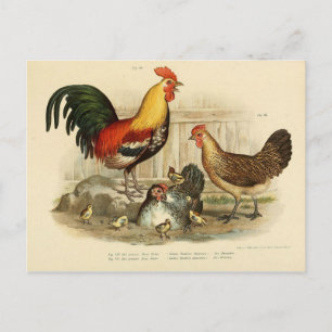 Illustration coq et poule postcard