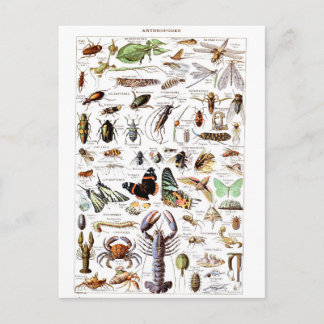 Illustration dictionnaire arthropodes postcard