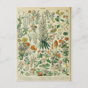 Illustration dictionnaire fleurs postcard
