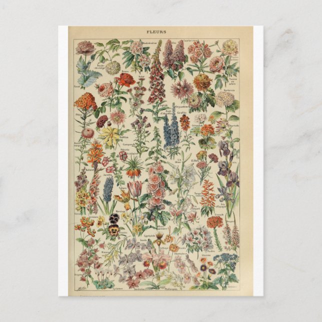Illustration dictionnaire fleurs postcard (Front)