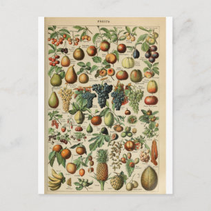 Illustration dictionnaire fruits postcard
