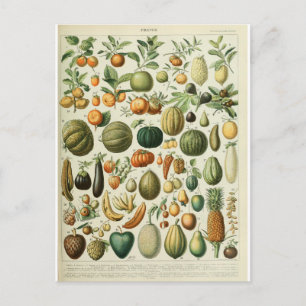 Illustration dictionnaire fruits postcard