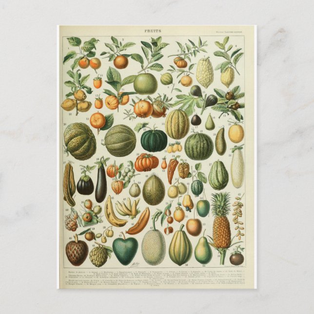Illustration dictionnaire fruits postcard (Front)