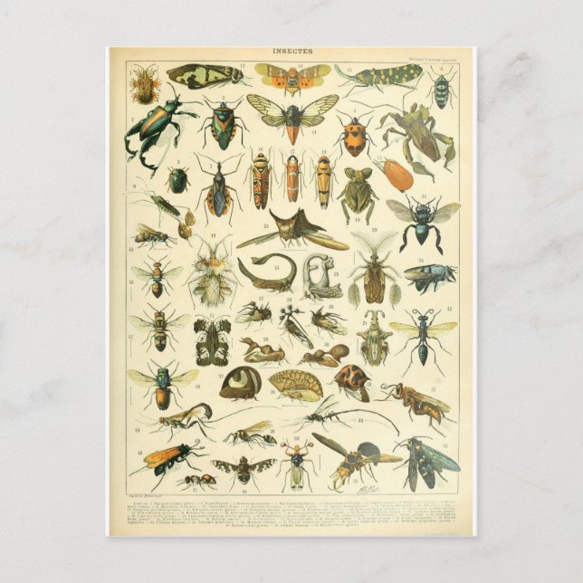 Illustration dictionnaire insectes postcard (Front)