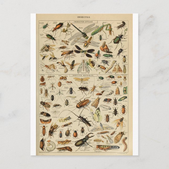 Illustration dictionnaire insectes postcard (Front)