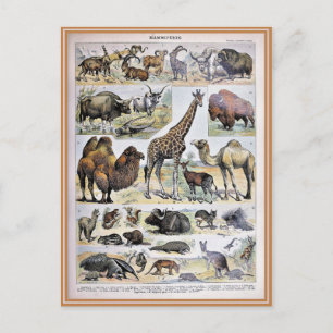 Illustration dictionnaire mammifères postcard