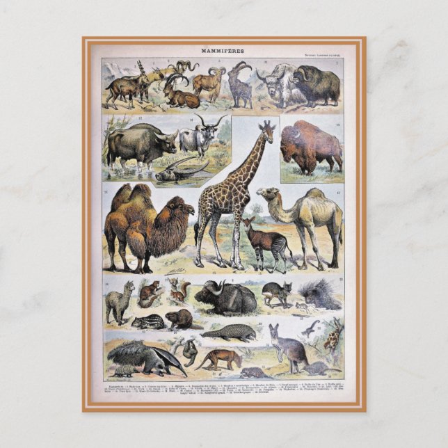 Illustration dictionnaire mammifères postcard (Front)