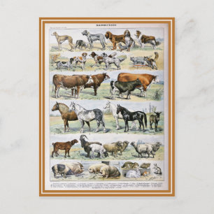 Illustration dictionnaire mammifères postcard