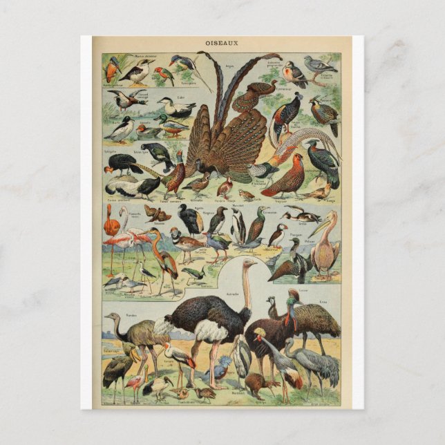 Illustration dictionnaire oiseaux postcard (Front)