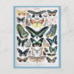 Illustration dictionnaire papillons postcard