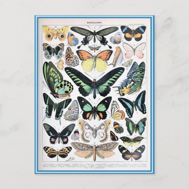 Illustration dictionnaire papillons postcard (Front)