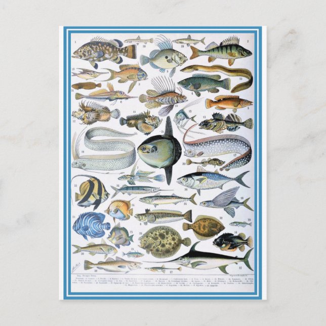 Illustration dictionnaire poissons postcard (Front)