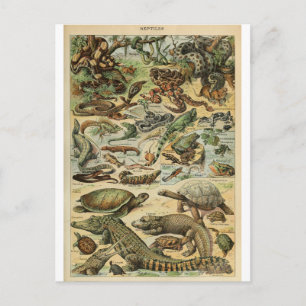 Illustration dictionnaire reptiles postcard