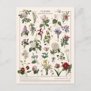 Illustration fleurs postcard