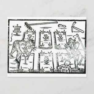 Illustration from a Book on Gardening Postcard