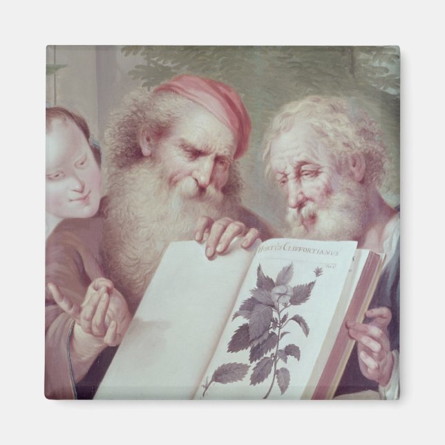 Illustration from Hortus Cliffortianus Magnet (Front)