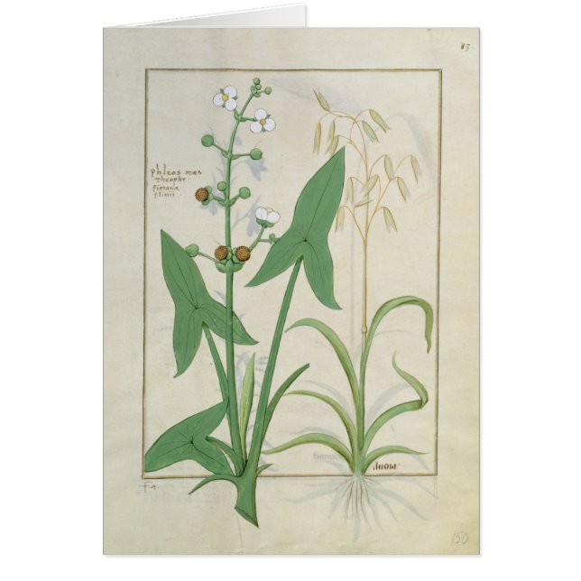 Illustration from the 'Book of Simple Medicines' 2 (Front)