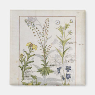 Illustration from the 'Book of Simple Medicines' 2 Magnet