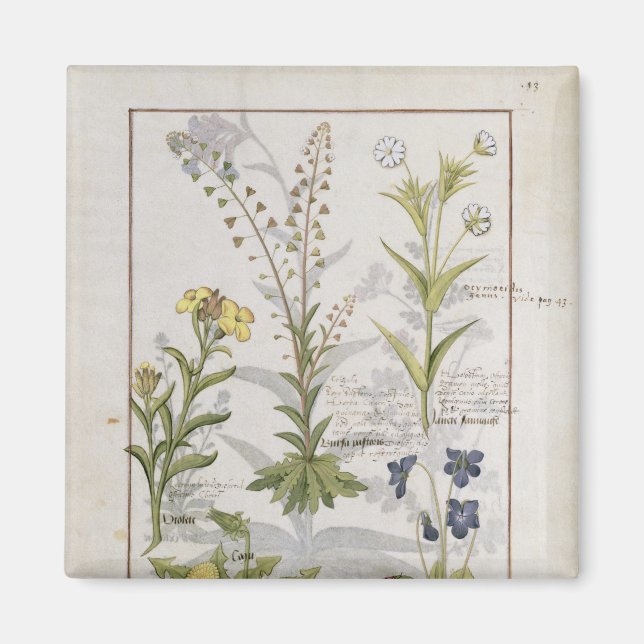 Illustration from the 'Book of Simple Medicines' 2 Magnet (Front)