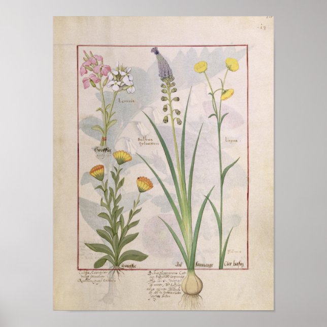 Illustration from the 'Book of Simple Medicines' Poster (Front)