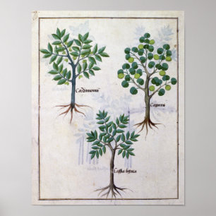 Illustration from the 'Book of Simple Medicines' Poster