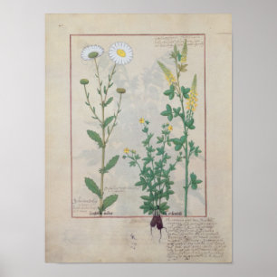 Illustration from 'The Book of Simple Poster