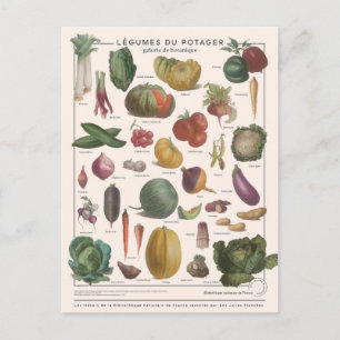 Illustration légumes postcard
