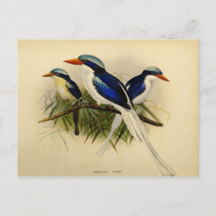 Illustration martin pêcheur postcard