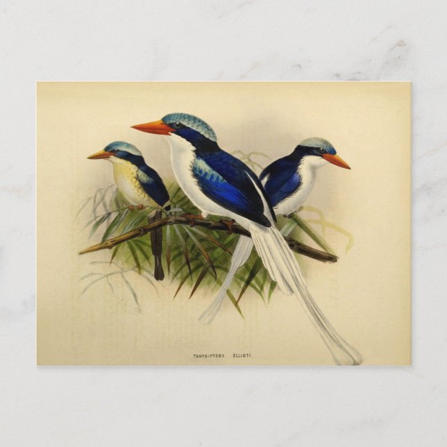 Illustration martin pêcheur postcard (Front)