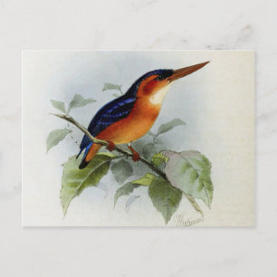 Illustration martin pêcheur postcard
