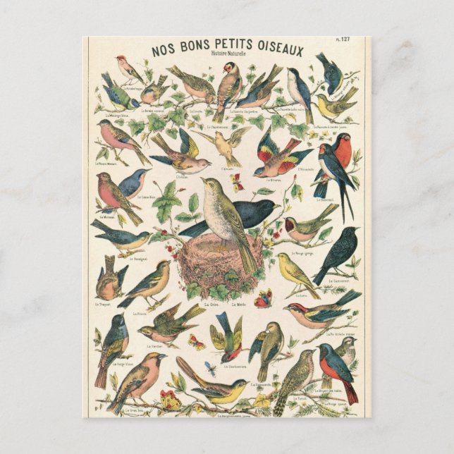 Illustration nos bons petits oiseaux postcard (Front)