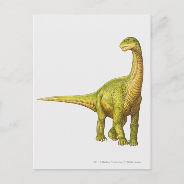 Illustration of a Camarasaurus Postcard (Front)