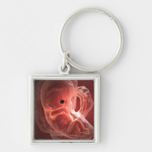 Illustration of a developing embryo key ring