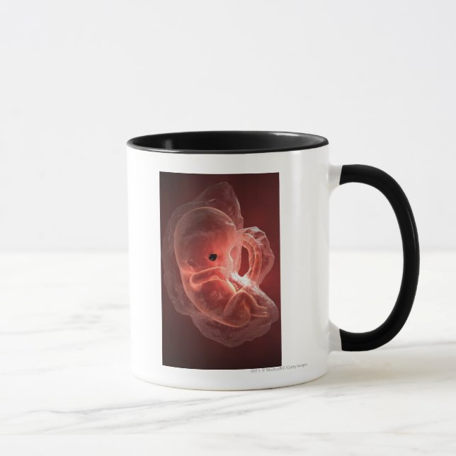 Illustration of a developing embryo mug (Right)