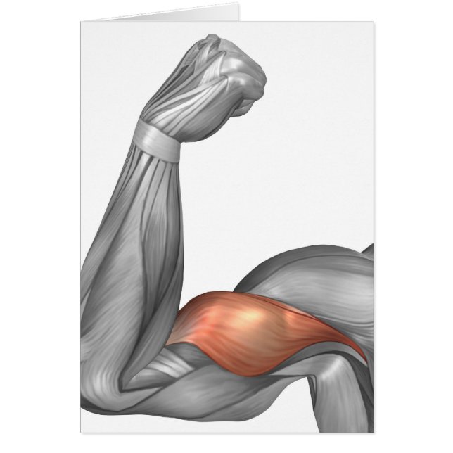 Illustration Of A Flexed Arm Showing Bicep (Front)