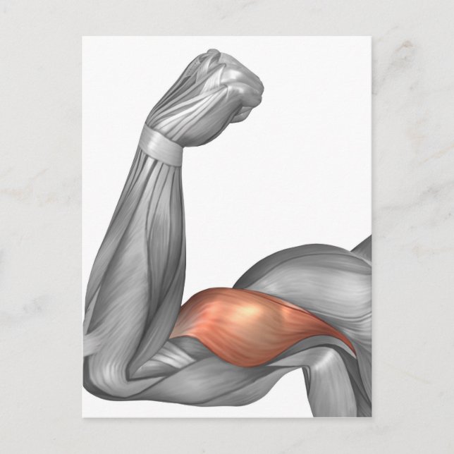 Illustration Of A Flexed Arm Showing Bicep Postcard (Front)